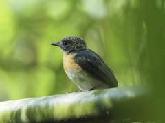 Cyornis sumatrensis