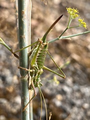 Steropleurus