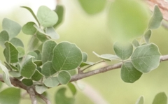 Dolichandrone falcata