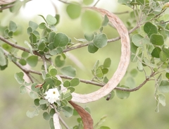 Dolichandrone falcata