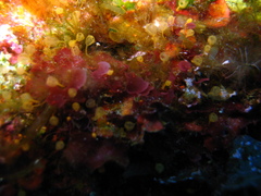 Pycnoclavella