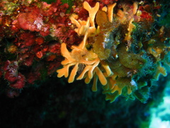 Pentapora