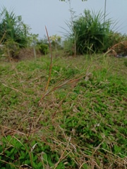 Themeda arguens