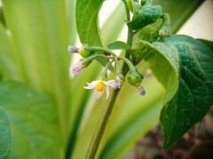 Solanum americanum
