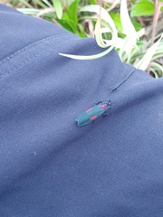 Cyana tettigonioides