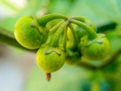 Solanum americanum