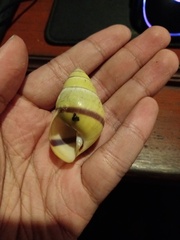 Amphidromus palaceus