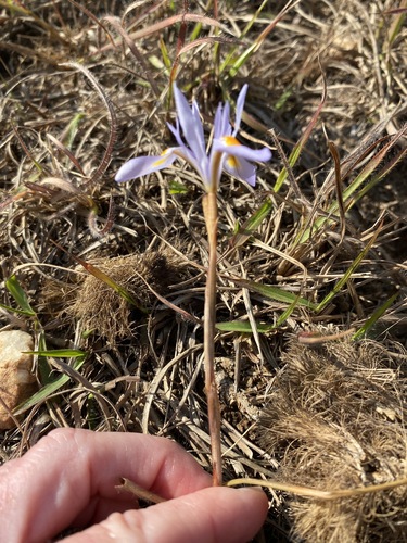 Moraea stricta image