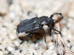 Cremastocheilus planatus