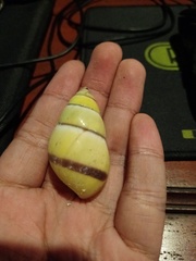 Amphidromus palaceus