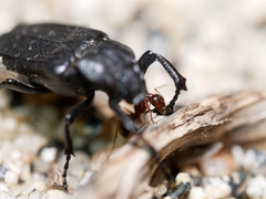 Cremastocheilus planatus