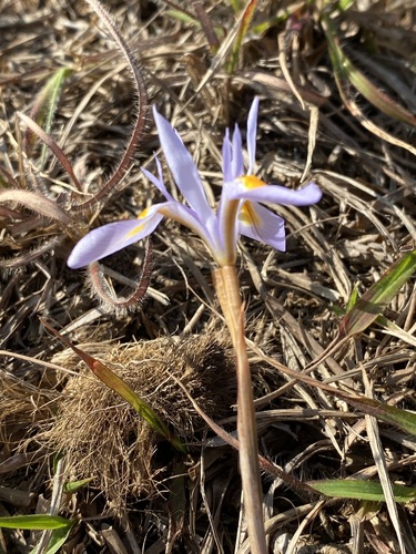 Moraea stricta image