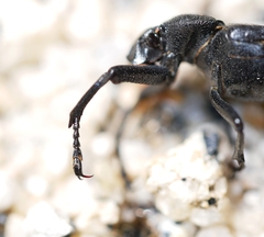 Cremastocheilus planatus