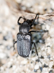 Cremastocheilus planatus