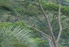 Accipiter trivirgatus