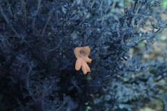 Prostanthera cryptandroides