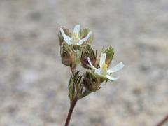 Horkelia hispidula