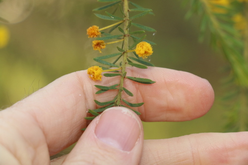 Image of Acacia conferta by (c) Greg Tasney, some rights reserved (CC BY-SA)