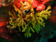 Pentapora