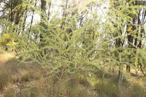 Image of Acacia conferta by (c) Greg Tasney, some rights reserved (CC BY-SA)