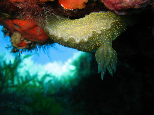 Regal Sea Goddess (Felimare picta)
