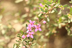 Boronia glabra