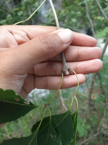 Image of Fraxinus insularis by (c) Bella Lin, some rights reserved (CC BY)