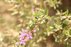 Boronia glabra
