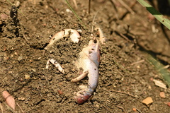 Procambarus steigmani