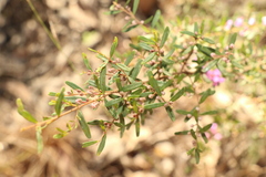 Boronia glabra
