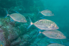 Ferdauia orthogrammus
