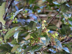 Guioa acutifolia