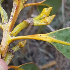 Eucalyptus luehmanniana