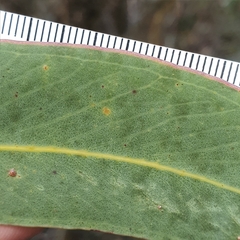 Eucalyptus luehmanniana