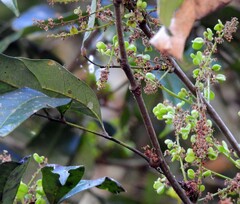 Guioa acutifolia