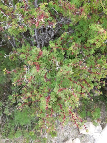 Rosa morrisonensis, photograph 5