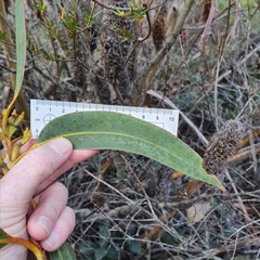 Eucalyptus luehmanniana