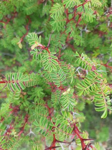 Rosa morrisonensis, photograph 6