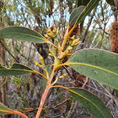 Eucalyptus luehmanniana