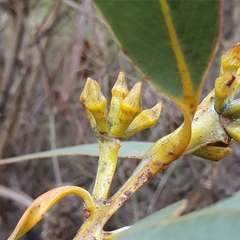 Eucalyptus luehmanniana