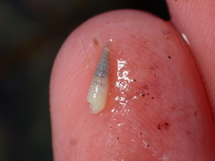 Bouchetriphora pallida