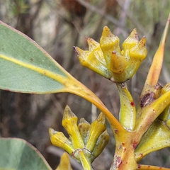 Eucalyptus luehmanniana