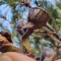 Eucalyptus luehmanniana