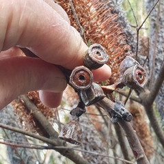 Eucalyptus luehmanniana