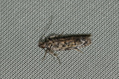 Psoricoptera gibbosella