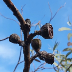 Eucalyptus luehmanniana