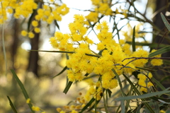 Acacia neriifolia