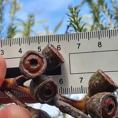 Eucalyptus luehmanniana