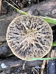 Agrocybe olivacea