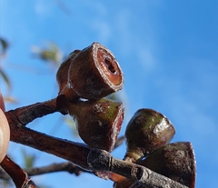 Eucalyptus luehmanniana